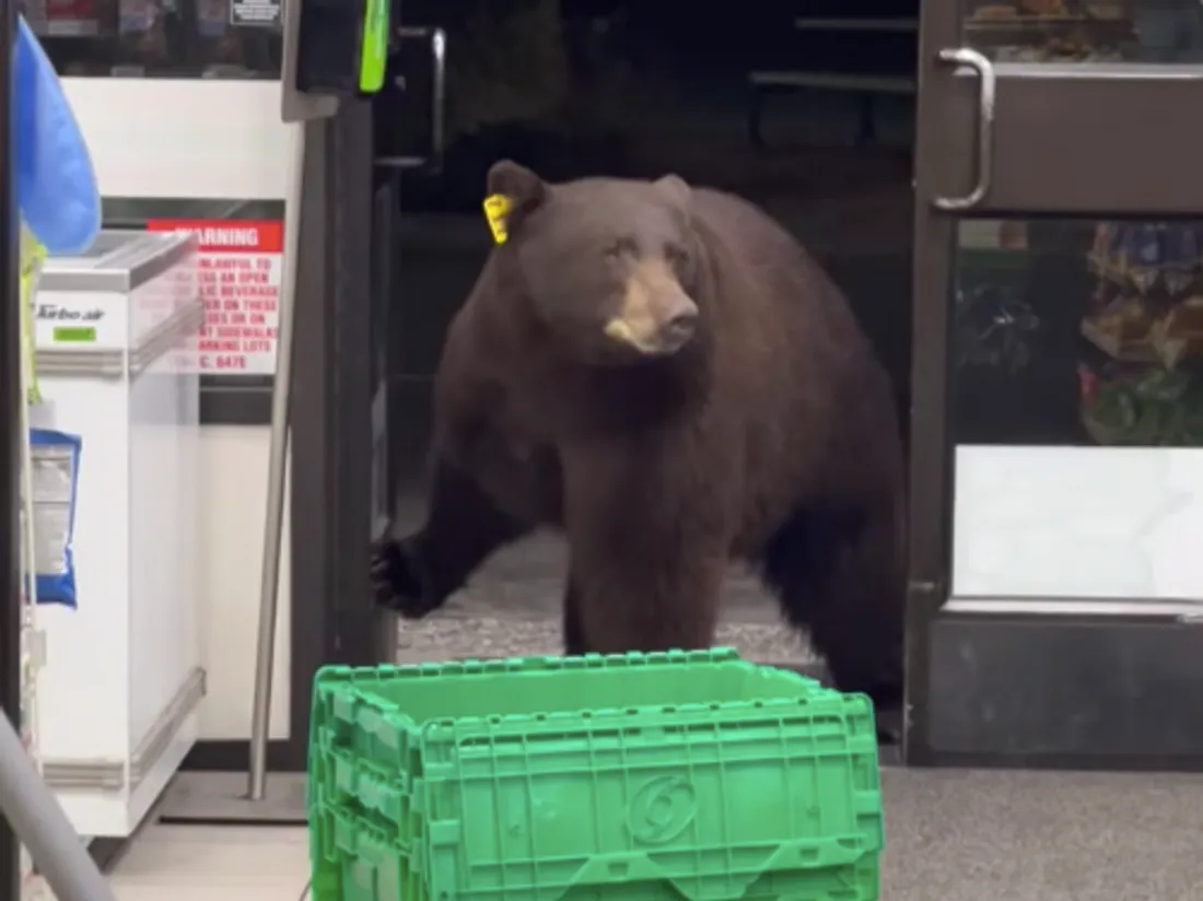 Un ours brun pénètre dans une supérette et fait peur à la propriétaire